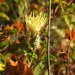 Centaurea occasus - Photo (c) duartefrade, some rights reserved (CC BY)