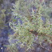 Ulex argenteus subsericeus - Photo (c) duartefrade, some rights reserved (CC BY)