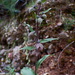 Epipactis lusitanica - Photo (c) duartefrade, some rights reserved (CC BY)