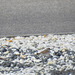 Thinornis dubius - Photo (c) duartefrade, some rights reserved (CC BY)