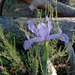 Iris xiphium xiphium - Photo (c) duartefrade, some rights reserved (CC BY)