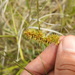 Carex otrubae - Photo (c) duartefrade, some rights reserved (CC BY)