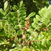 Tanner's Sumac - Photo (c) duartefrade, some rights reserved (CC BY)