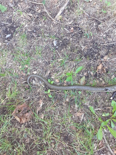 Green Whip Snake - Photo (c) ramonservitje, some rights reserved (CC BY-NC)