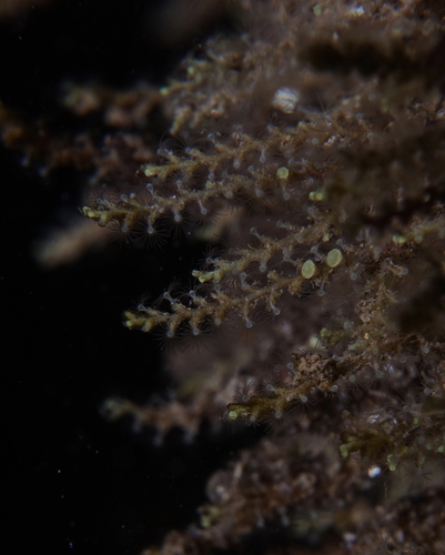 Hydrozoa - Photo (c) oriol_d, all rights reserved