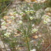 Thapsia gummifera - Photo (c) duartefrade, some rights reserved (CC BY)
