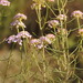 Iberis ciliata welwitschii - Photo (c) duartefrade, some rights reserved (CC BY)