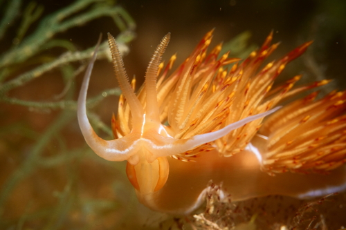 Nemesignis banyulensis - Photo (c) Mónica Franco, some rights reserved (CC BY-NC), uploaded by Mónica Franco Maimir