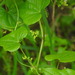 Black Bryony - Photo (c) duartefrade, some rights reserved (CC BY)
