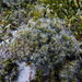 Campylopus introflexus - Photo (c) duartefrade, some rights reserved (CC BY)