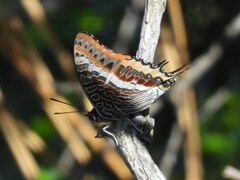 Two-tailed Pasha - Photo (c) Vicenç Roig Vidal, some rights reserved (CC BY-NC)