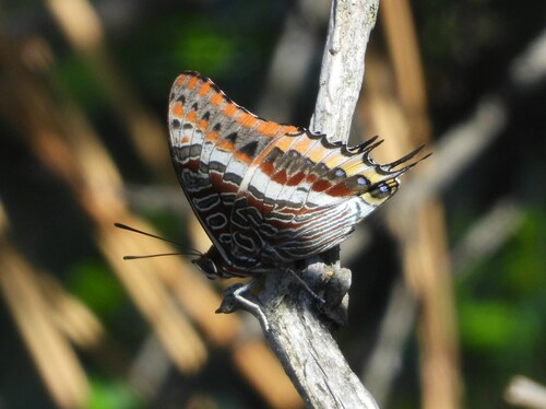 Charaxes jasius - Photo (c) Vicenç Roig Vidal, some rights reserved (CC BY-NC)