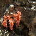 Sedum rubens - Photo (c) duartefrade, some rights reserved (CC BY)