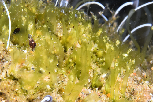 Thread Weed - Photo (c) xavi salvador costa, some rights reserved (CC BY-NC)