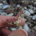 Daucus crinitus - Photo (c) duartefrade, some rights reserved (CC BY)