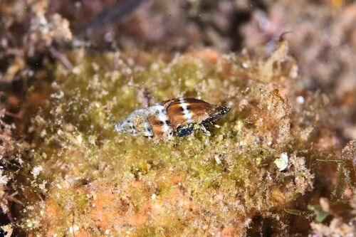 Pusia tricolor - Photo (c) xavi salvador costa, some rights reserved (CC BY-NC)