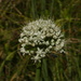 Common Onion - Photo (c) duartefrade, some rights reserved (CC BY)