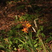 Crocosmia crocosmiiflora - Photo (c) duartefrade, some rights reserved (CC BY)