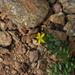 Hypericum humifusum - Photo (c) duartefrade, some rights reserved (CC BY)