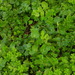 Kundmannia sicula - Photo (c) duartefrade, some rights reserved (CC BY)