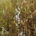 Anarrhinum longipedicellatum - Photo (c) duartefrade, some rights reserved (CC BY)
