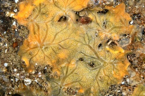 Diplastrella bistellata - Photo (c) xavi salvador costa, some rights reserved (CC BY-NC)