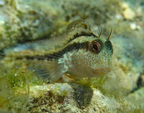 Ringneck Blenny - Photo (c) Jaume Piera, some rights reserved (CC BY-NC)
