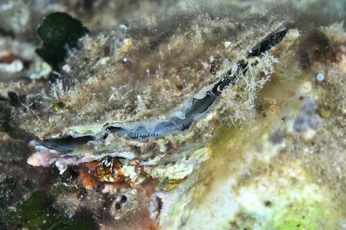 European Flat Oyster - Photo (c) xavi salvador costa, some rights reserved (CC BY-NC)