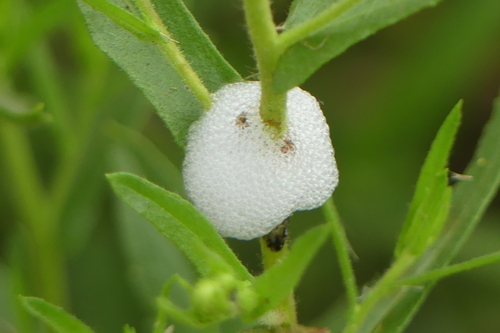 Meadow Spittlebug - Photo (c) mediambient_ajelprat, some rights reserved (CC BY-NC)