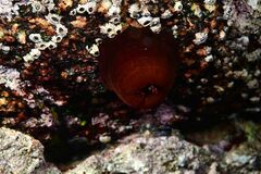 Atlantic Beadlet Anemone - Photo (c) xavi salvador costa, some rights reserved (CC BY-NC)