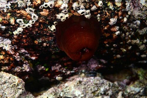 Actinia equina - Photo (c) xavi salvador costa, some rights reserved (CC BY-NC)
