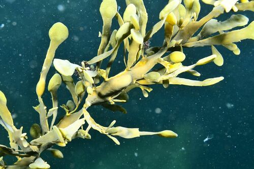 Knotted Wrack - Photo (c) xavi salvador costa, some rights reserved (CC BY-NC)