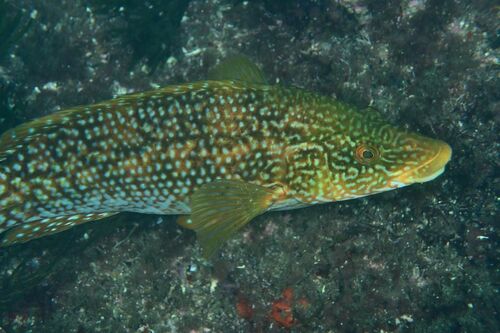 Labrus bergylta pictus - Photo (c) xavi salvador costa, some rights reserved (CC BY-NC)