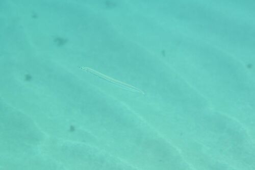 Great Sand Eel - Photo (c) xavi salvador costa, some rights reserved (CC BY-NC)