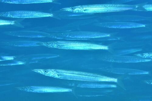 Great Barracuda - Photo (c) xavi salvador costa, some rights reserved (CC BY-NC)