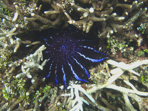 Crown-of-Thorns Sea Star - Photo (c) Jaume Piera, some rights reserved (CC BY-NC)