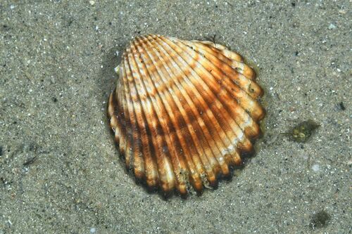 Rough Cockle - Photo (c) xavi salvador costa, some rights reserved (CC BY-NC)