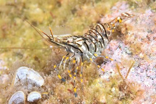 Rockpool Prawn - Photo (c) xavi salvador costa, some rights reserved (CC BY-NC)