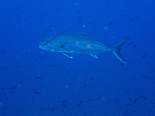 Greater Amberjack - Photo (c) Guillermo Alvarez Lerma, some rights reserved (CC BY-NC)