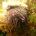 Psammechinus miliaris - Photo (c) Mar Humet Caballero, some rights reserved (CC BY-NC), uploaded by Mar Humet Caballero