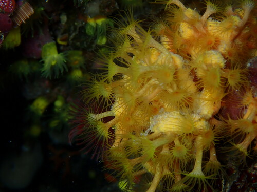 Parazoanthus franciscae - Photo (c) claver, some rights reserved (CC BY-NC)