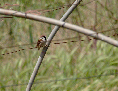 Passer montanus - Photo (c) Jaume Piera, some rights reserved (CC BY-NC)
