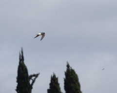 Western House Martin - Photo (c) Jaume Piera, some rights reserved (CC BY-NC)