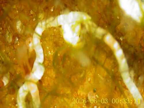 Polychaete Worms