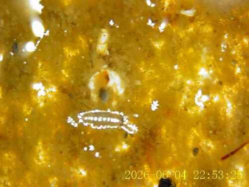 Sea Squirts