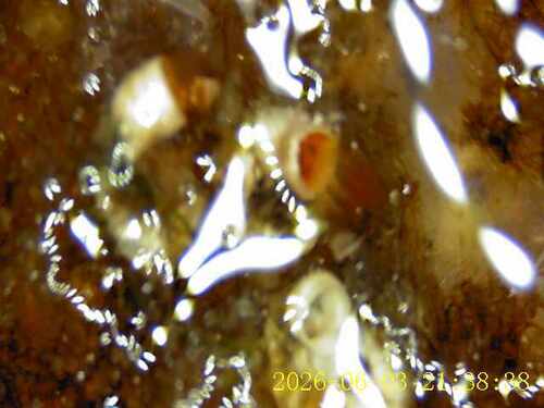 Polychaete Worms