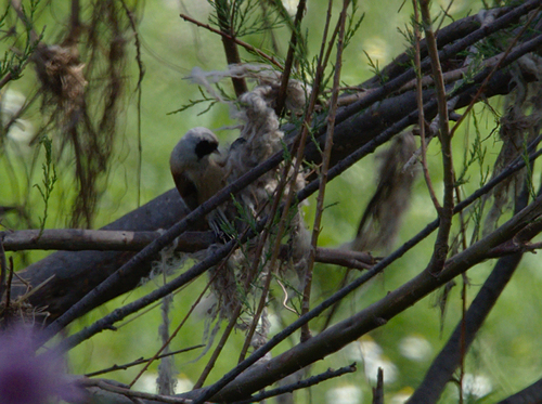 Eurasian Penduline-Tit - Photo (c) Jaume Piera, some rights reserved (CC BY-NC)