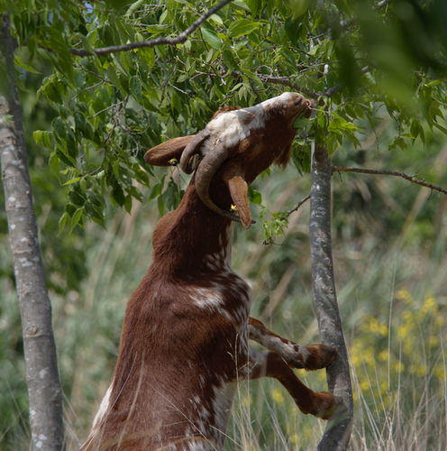 Domestic Goat - Photo (c) Jaume Piera, some rights reserved (CC BY-NC)