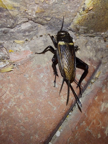 Southern Field Cricket - Photo (c) piripip, some rights reserved (CC BY-NC)