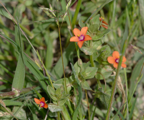 Scarlet Pimpernel - Photo (c) Jaume Piera, some rights reserved (CC BY-NC)